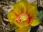 Opuntia cespitosa, garden plant, Mojave Desert, Nancy Hussey