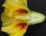 Opuntia cespitosa flower, Pigeon Mt., Walker Co. GA, Paul Adanik