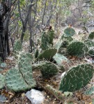 Opuntia charlestonensis growing in shade