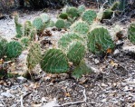 Opuntia charlestonensis growing in shade