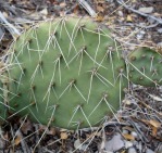 Opuntia charlestonensis