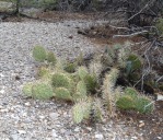 Opuntia charlestonensis growing in rocky high-elevation soil