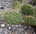 Opuntia charlestonensis growing in rocky high-elevation soil