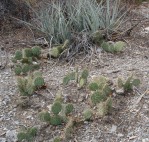 Opuntia charlestonensis growing in rocky high-elevation soil