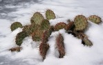 Opuntia charlestonensis, late winter color