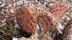 Opuntia charlestonensis, late winter color