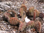 Opuntia charlestonensis, late winter color