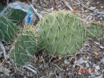 Opuntia charlestonensis, 7500 ft, Mt Charleston, NV