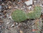 Opuntia charlestonensis, 7500 ft, Mt Charleston, NV