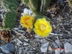 Opuntia charlestonensis, flowers on day 1 and day 2