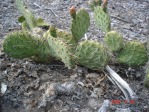 Opuntia charlestonensis