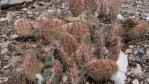 Opuntia charlestonensis, late winter color