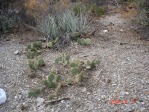 Opuntia charlestonensis, 7500 ft, Mt Charleston, NV