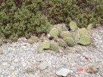 Opuntia charlestonensis, in habitat