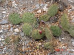 Opuntia charlestonensis, in habitat