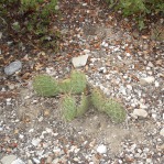 Opuntia charlestonensis, in habitat