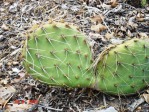 Opuntia charlestonensis, closeup