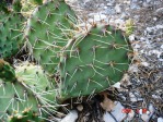 Opuntia charlestonensis, closeup