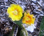 Opuntia charlestonensis, flowers on day 1 and day 2