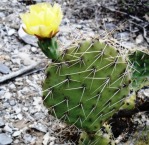 Opuntia charlestonensis, June