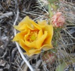 Opuntia charlestonensis, flower on second day