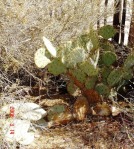 Opuntia chisosensis, Rio Grande Botanical Garden, Albuquerque, NM