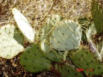 Opuntia chisosensis, Rio Grande Botanical Garden, Albuquerque, NM