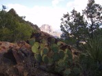 Opuntia chisosensis, elevation 6500 ft, Big Bend, photographer unknown