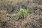 Opuntia chisosensis, Dave Van Langen