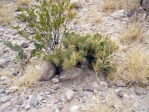 Opuntia chisosensis, lower elevation than usual, Big Bend, photographer unknown