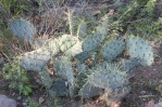 Opuntia chisosensis, the Hibbets Family