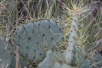 Opuntia chisosensis, the Hibbets Family