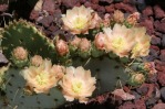 Opuntia chisosensis, the Hibbets Family