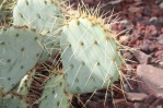 Opuntia chisosensis, the Hibbets Family