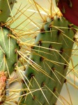 Opuntia chisosensis, Rio Grande Botanical Garden, Albuquerque, NM