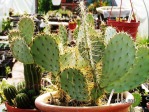 Opuntia chisosensis, Northern Nursery