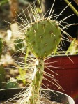 Opuntia chisosensis, Northern Nursery