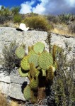 Opuntia chlorotica, Mt Pososi, NV