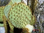 Opuntia chlorotica, Mt Pososi, NV