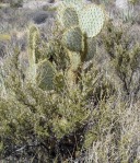 Opuntia chlorotica