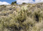 Opuntia chlorotica, Kingman, AZ