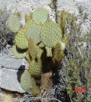 Opuntia chlorotica, Mt Pososi, NV