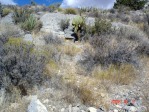 Opuntia chlorotica, near Meadview, AZ