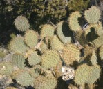 Opuntia chlorotica, Mt Trumble, AZ