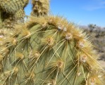 Opuntia chlorotica, Stan Shebs