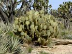 Opuntia chlorotica, plantweb.com