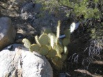 Opuntia chlorotica, near Meadview, AZ