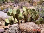 Opuntia chlorotica near Meadview, AZ