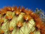 Opuntia chlorotica