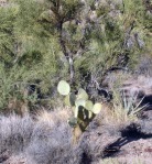 Opuntia chlorotica, Kingman, AZ